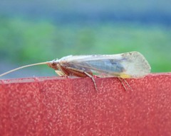 Limnephilus flavicornis