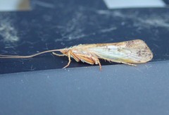 Limnephilus flavicornis