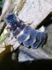 Lampyris noctiluca
