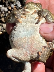 Anaxyrus canorus