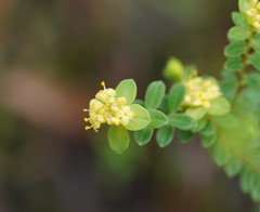 Pimelea flava flava