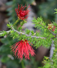 Melaleuca cyrtodonta