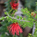 Stirling Range Bottlebrush - Photo (c) Chris Clarke, some rights reserved (CC BY-NC), uploaded by Chris Clarke