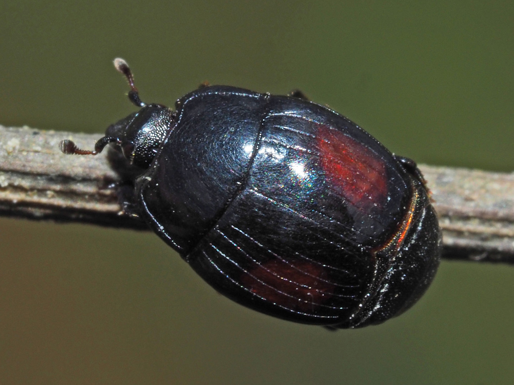 Margarinotus