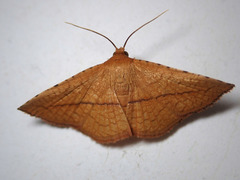 Striglina cancellata