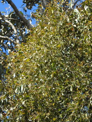 Notothixos cornifolius