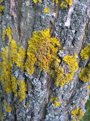 Xanthoria parietina