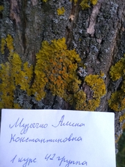 Xanthoria parietina