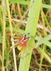 Cheiracanthium punctorium