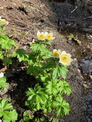 Trollius laxus