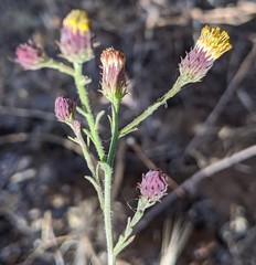 Erigeron biolettii