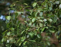 Ficus talbotii