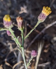 Erigeron biolettii