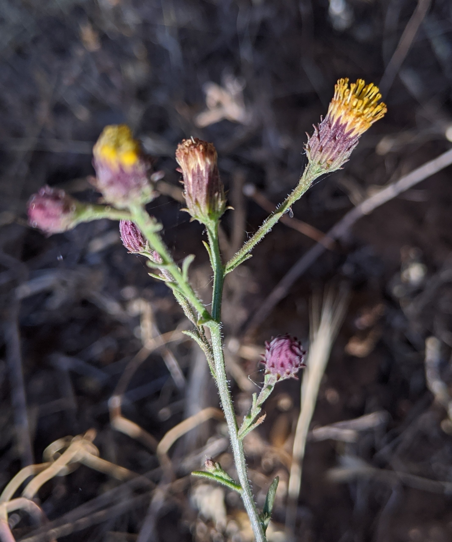 Erigeron biolettii