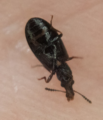 Salpingus viridiaeneus