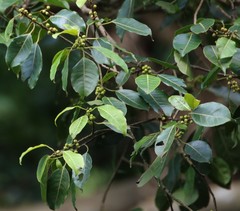 Ficus talbotii