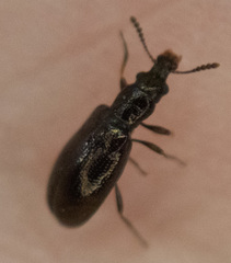 Salpingus viridiaeneus