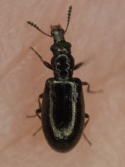 Salpingus viridiaeneus