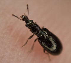 Salpingus viridiaeneus