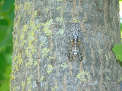 Cicada orni