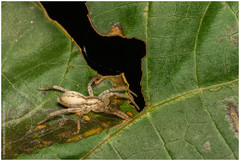 Arachosia praesignis