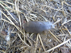 Streptopelia decaocto