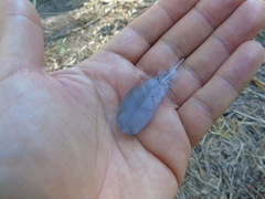 Streptopelia decaocto