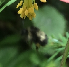 Bombus sitkensis