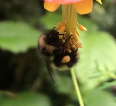 Bombus sitkensis
