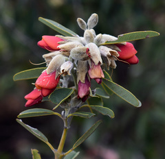 Gastrolobium rubrum