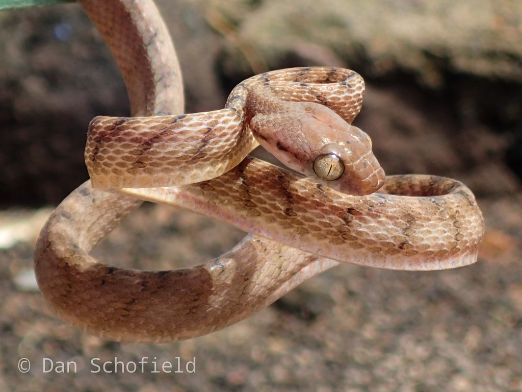 Brown Tree Snake From Bitung, Bitung City, North Sulawesi, Indonesia On ...