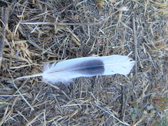 Streptopelia decaocto