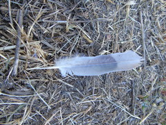 Streptopelia decaocto