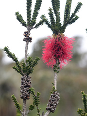 Melaleuca transversa