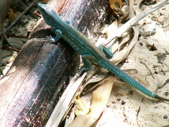 Cnemidophorus splendidus