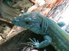 Cnemidophorus splendidus