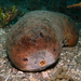 White-bottomed Sea Cucumber - Photo (c) Dan Schofield, some rights reserved (CC BY), uploaded by Dan Schofield