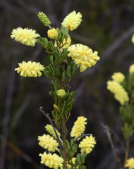 Acacia drummondii