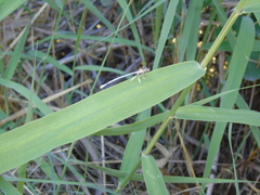 Platycnemis pennipes