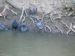 Columba livia domestica