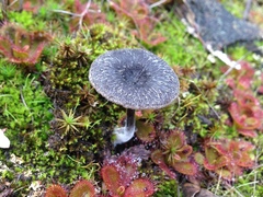 Entoloma percrinitum