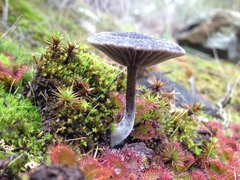 Entoloma percrinitum