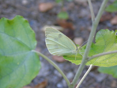 Pieris rapae