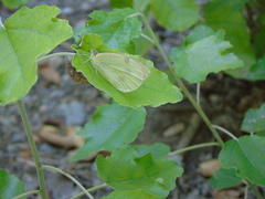 Pieris rapae