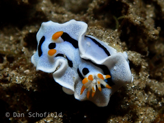 Chromodoris alcalai