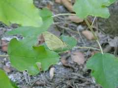 Pieris rapae