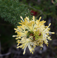Petrophile serruriae