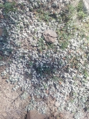 Antennaria rosulata