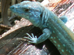 Cnemidophorus splendidus