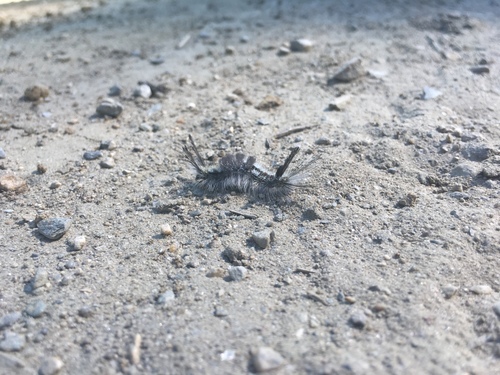 Northern Pine Tussock Moth photo 4